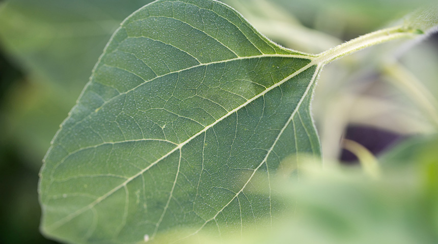Blatt.jpg